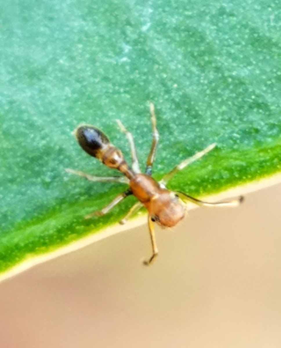 Ant mimicking jumping spider