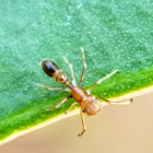 Ant mimicking jumping spider