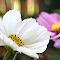 Item logo image for Spring Flowers