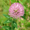 Red Clover