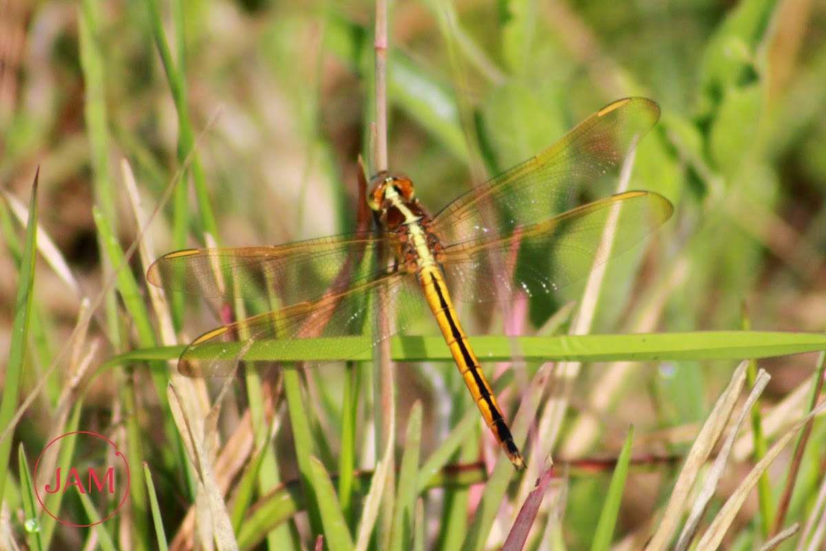 Needham's Skimmer Dragonfly