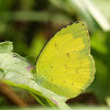 Common Grass Yellow