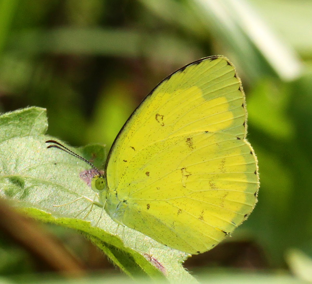 Common Grass Yellow