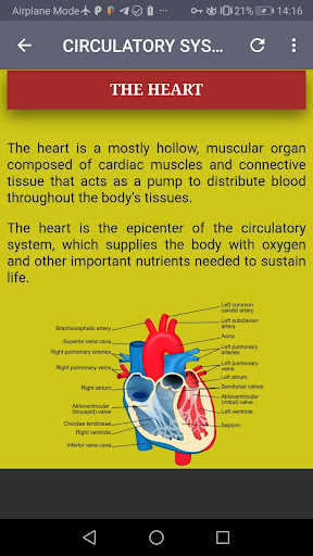 Human Anatomy and Physiology