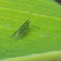 Saltamontes verde común.