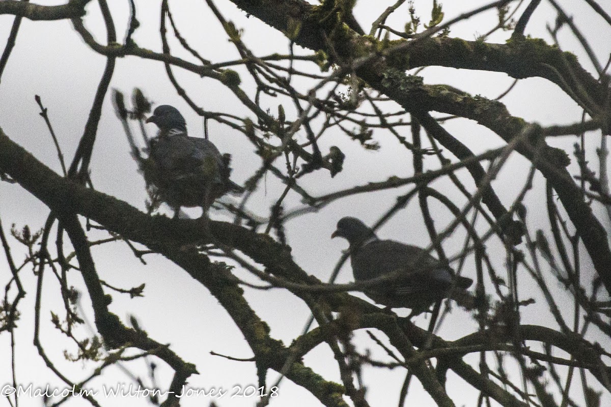 Woodpigeon