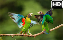 Parrot Wallpaper Parrots NewTab freeaddon.com small promo image