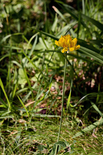 Lotus pedunculatus