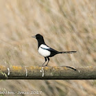 Magpie; Urraca