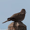 Collared Dove; Tórtola Turca