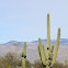 Saguaro cactus