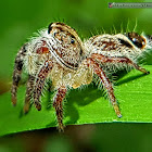 Heavy Jumping Spider