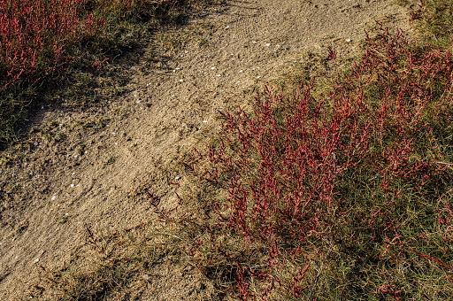 Salicornia ramosissima