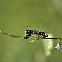 coppia in natura di 