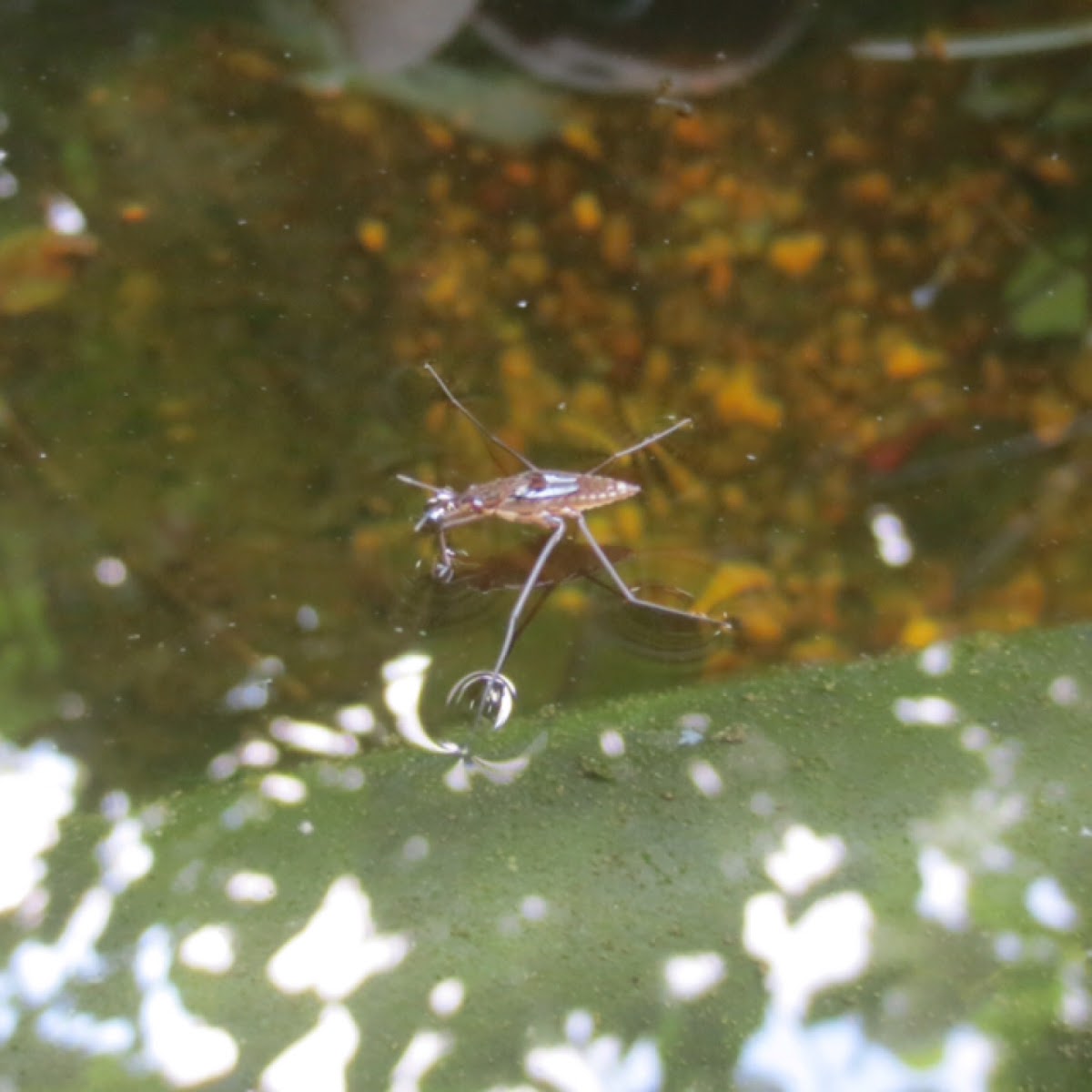 Water strider