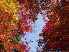秋の紅葉の壁紙 In京都 Google Play のアプリ