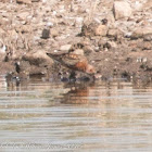 Curlew Sandpiper; Correlimos Zarapitin