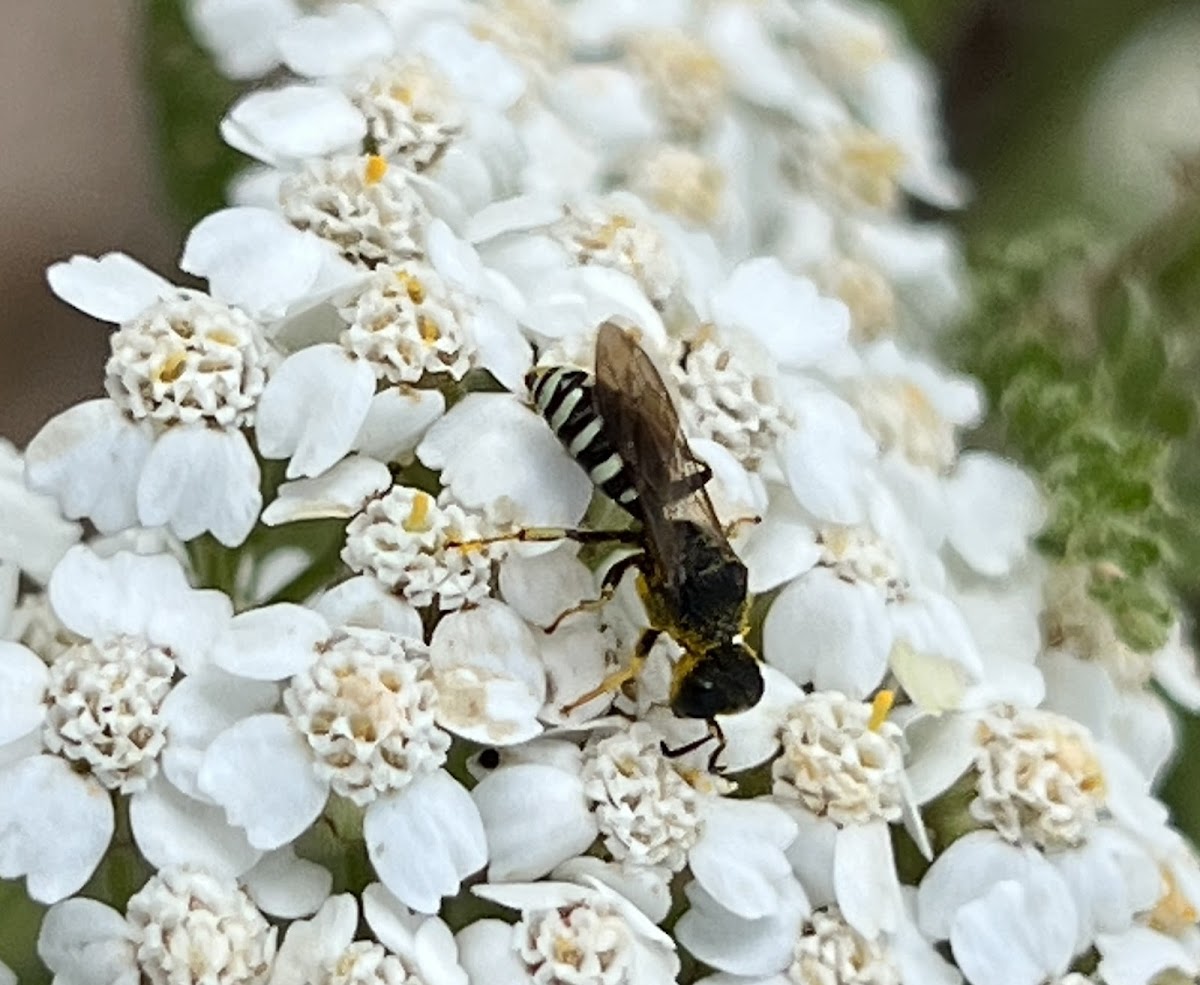 Square-headed Wasp