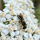 Square-headed Wasp