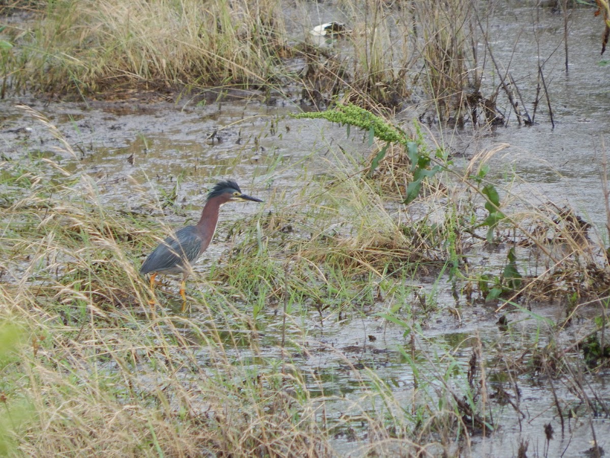 Green Heron