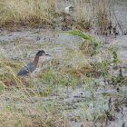 Green Heron