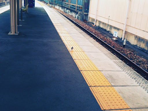 カゴメユリ