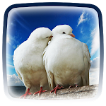 Dove Live Wallpaper Apk