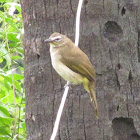 White-browed Bulbul