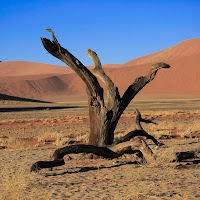 Deserto del Namib di codadilupo