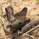 Hackberry Emperor