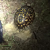 Eastern box turtle