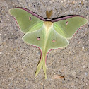 Luna Moth