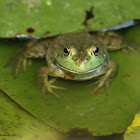 Green frog