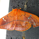 The Cricula Silkmoth (Female)