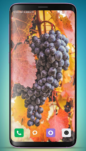 Grapes Wallpaper HD