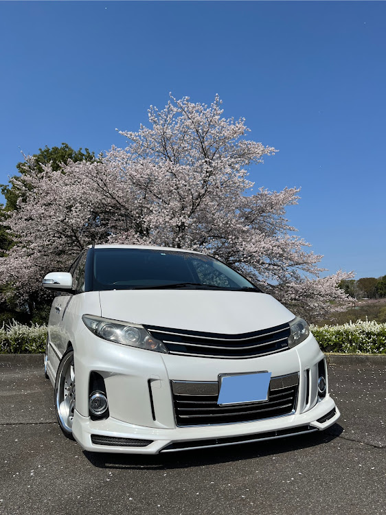 エスティマの桜コラボphoto🤗・フォロワーさんに感謝・変わり映えないけど、これが好き❤️に関するカスタム事例の投稿画像3枚目