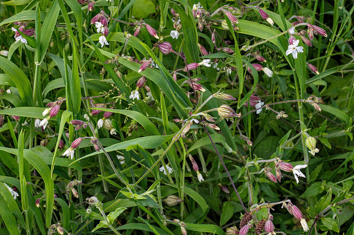 Silene latifolia