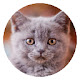 Cute Kitty New Tab Page HD Pop Pets Theme