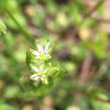 Common Chickweed