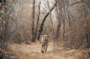 India's most famous and largest tiger reserve is Ranthambore.