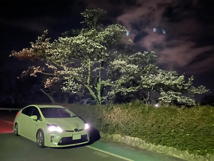 プリウスの30プリウス後期・G's・4月もよろしくお願い致します🌸・サクラと愛車・桜とコラボに関するカスタム事例の投稿画像2枚目