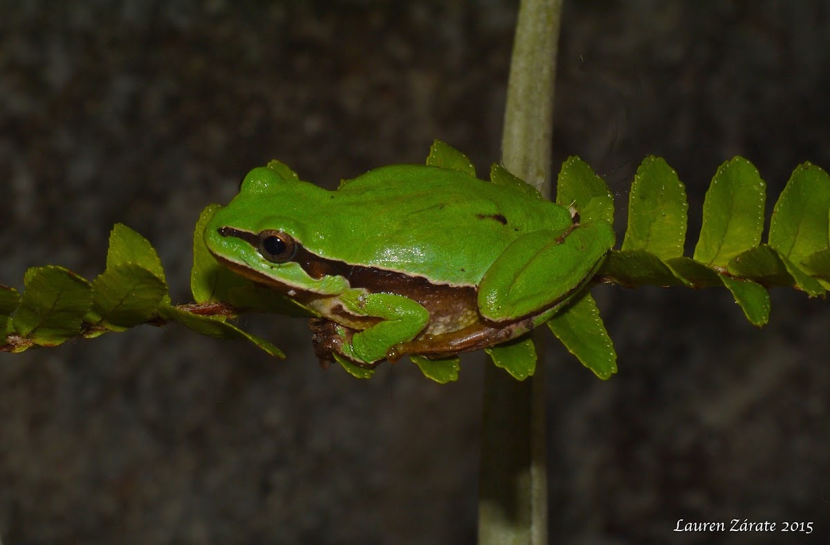 Mountain Tree Frog