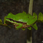 Mountain Tree Frog