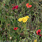 Mouse-ear Hawkweed