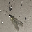 Green lacewing - Crisopa verde