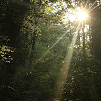 Dentro il bosco di 