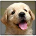 Dogs And Puppies New Tab Page Chrome extension download