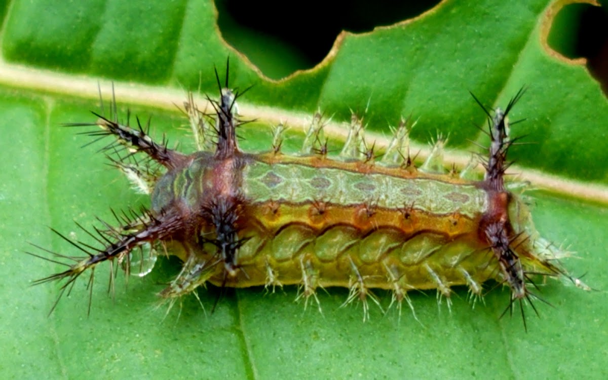 Slug moth Caterpillar