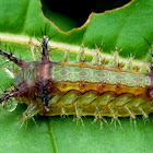 Slug moth Caterpillar