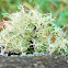 Boreal Beard Lichen